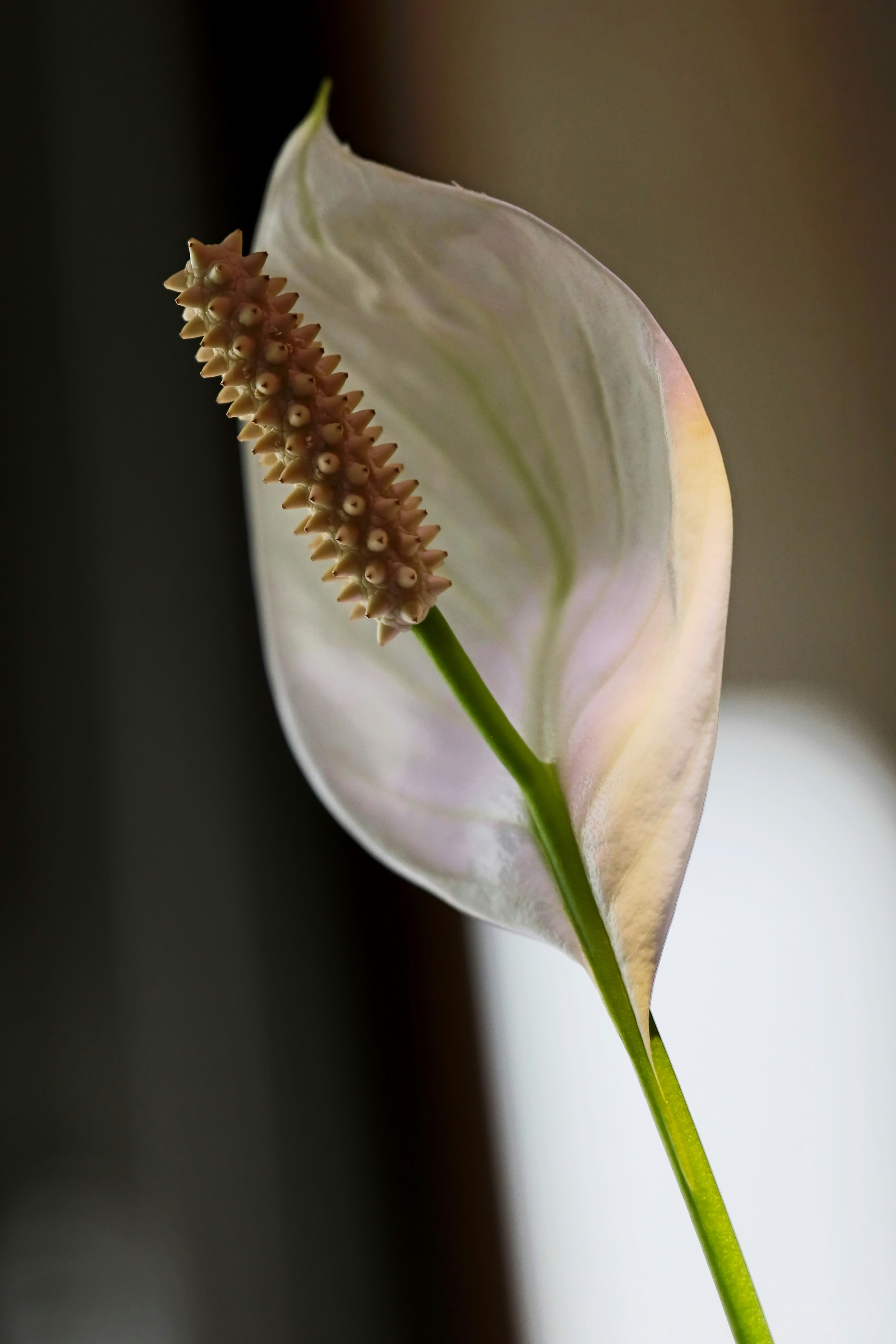 Spathiphyllum wallisi